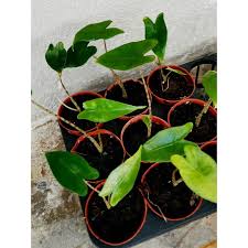 Verkauft wird diese schöne, große alocasia zebrina. Alocasia Zebrina Shopee Malaysia