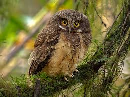 Image result for Megaloprotachne albescens