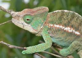 Maybe you would like to learn more about one of these? Chameleons Secret Glow Comes From Their Bones Live Science