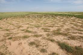 Image result for Limeum viscosum