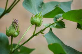 Image result for Astripomoea lachnosperma