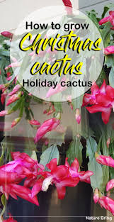 How To Grow Christmas Cactus Christmas Cactus Care Holiday Cactus Holiday Cactus Thanksgiving Cactus Christmas Cactus Care