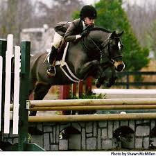All In Fun Welsh Pony Hunter Horse For Sale Cute Horses Hunter Jumper Horses Pony Horse