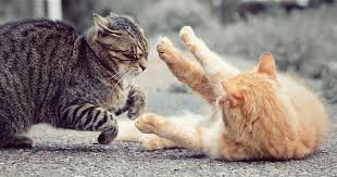 Check spelling or type a new query. Preventing Your Cat From Getting Into Fights Pdsa