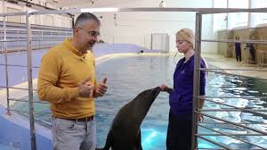 Leii De Mare Delfinariu Constanta Youtube