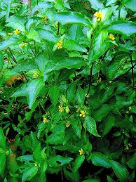 Image result for Synedrella