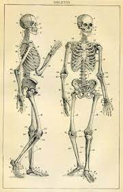 Hand drawn realistic human bones. Skeleton Antique Book Plate Medical Ephemera Human Anatomy Human Anatomy Drawing Human Anatomy Art Skeleton Anatomy