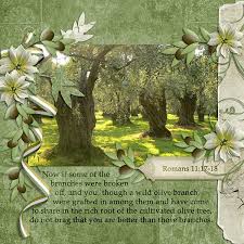 Grafted In Olive Tree Grafting Wild Olive