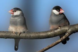 Zehn farbenprächtige vögel, die sich in deutschland mit etwas glück beobachten lassen. Das Haustierportal Vogel