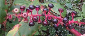 Discover how you can protect your home using natural, decorative barriers made from thorny bushes like crown of thorns and chinese flowering quince. What Is This Purple Stalked Berry Producing Plant Gardening Landscaping Stack Exchange