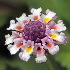 Image result for Tinospora orophila