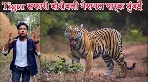 Tiger and Lion Safari -National Park ...