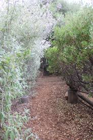 Image result for Salvia stenophylla