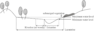 Wetland plants are called hydrophytes. Wetland