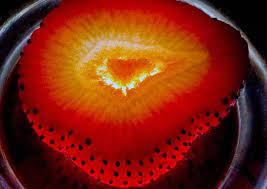 5 Great Kitchen Photography Ideas The Photo Argus Photography Kitchen Art Photography Subjects