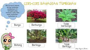 Latih tubi ini mengandungi 25 soalan. Sains Tahun 1 Tumbuhan Sk Sungai Mengkuang Facebook