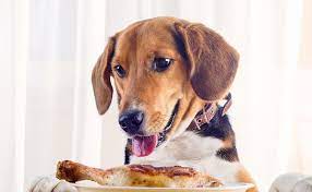 Check spelling or type a new query. Can Dogs Live On Chicken Alone Petplace