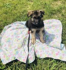 Get in touch today to learn more. German Shepherd Puppies Under 10 For Sale United States 1