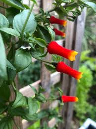 Image result for Manettia