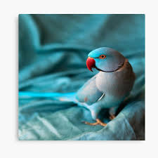 Maybe you would like to learn more about one of these? Blue Indian Ringneck Canvas Prints Redbubble