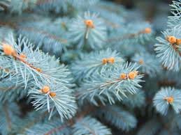 If you are going to move a tree in the late winter, make sure that you move it late enough that the ground is no longer frozen. Colorado Spruce Info How To Grow A Colorado Blue Spruce Tree