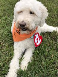 We did not find results for: Goldendoodle And Labradoodle Puppies For Sale Glamour Doodles