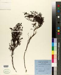 Image result for Argocoffeopsis