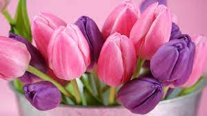1920x1080 Desktop Wallpaper Hd 3d Full Screen Flowers 10 Flower Wallpaper Tulips Flowers Color Schemes