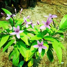 Image result for Eranthemum laxiflorum