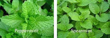 Last summer, i had 3 different varieties of mint plants growing in the yard in anchorage, alaska: Firm Conviction Aj Blythe Aussie Cozy