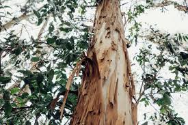 An ideal filler for fresh or dried arrangements, eucalyptus dries well and keeps its scent and shape for a long time. Eucalyptus How California S Most Hated Tree Took Root Kqed