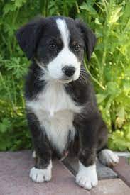 You will find english shepherd dogs for adoption and puppies for sale under the listings here. Pin On Farm Collie Farm Shepherd