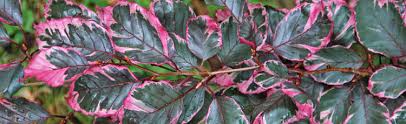 I was hoping to get your added comments on it. Growing Tricolor Beech Melinda Myers