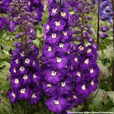 Image result for Delphinium leroyi