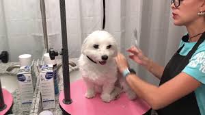 I love to teach other maltese owners how to groom at home. Maltese Mini Grooming At Home For Beginners Youtube