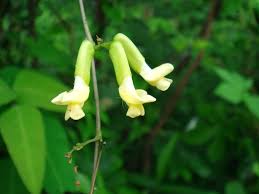 Image result for Dumasia