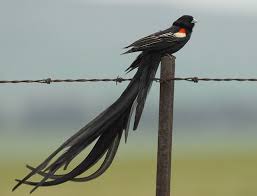 Black Bird With Two Long Tail Feathers Long Tailed Widowbird Pet Birds Rare Birds Beautiful Birds