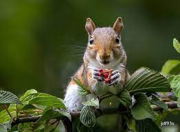 Jt893x Squirrel Animals Nikon D500