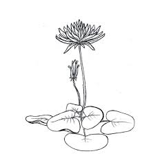 Selain bentuknya yang indah dan penuh simbol. Cara Menggambar Bunga Dan Sketsanya Dengan Mudah