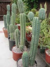 Corte de tamaño mediano será la mejor opción. Cactus San Pedro Mescalina Natural