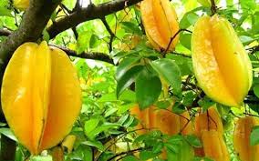 Size fruit tree guilds appropriately. Star Fruit Farming Carambola Guide Agri Farming