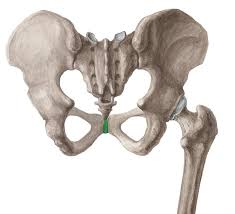 Image result for Pubic Apophysitis