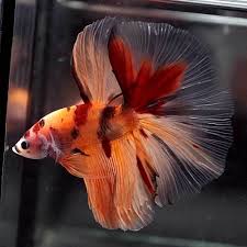 Betta Fish Betta Fish Ideas Bettafish Fishbetta Rare Live Betta Fish Big One Fancy Nemo Koi Halfmoon Hm Male 674 100 00 En Betta Betta Fish Fish