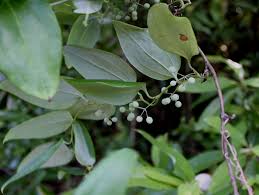 Image result for Smilacaceae