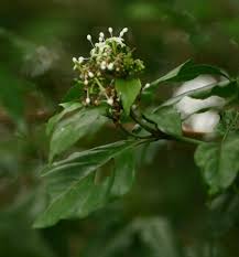 Image result for Rutidea