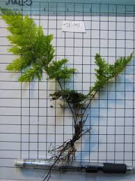 Image result for Abrodictyum rigidum