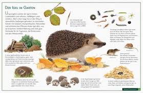 Der Igel Im Garten Igel Im Garten Igel Herbst Im Kindergarten