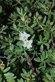 福星花園 水芫花 plants blog posts blog