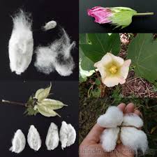 Image result for Gossypium