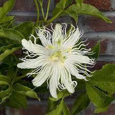 We did not find results for: White Maypop Passion Flower Passiflora Incarnata Alba